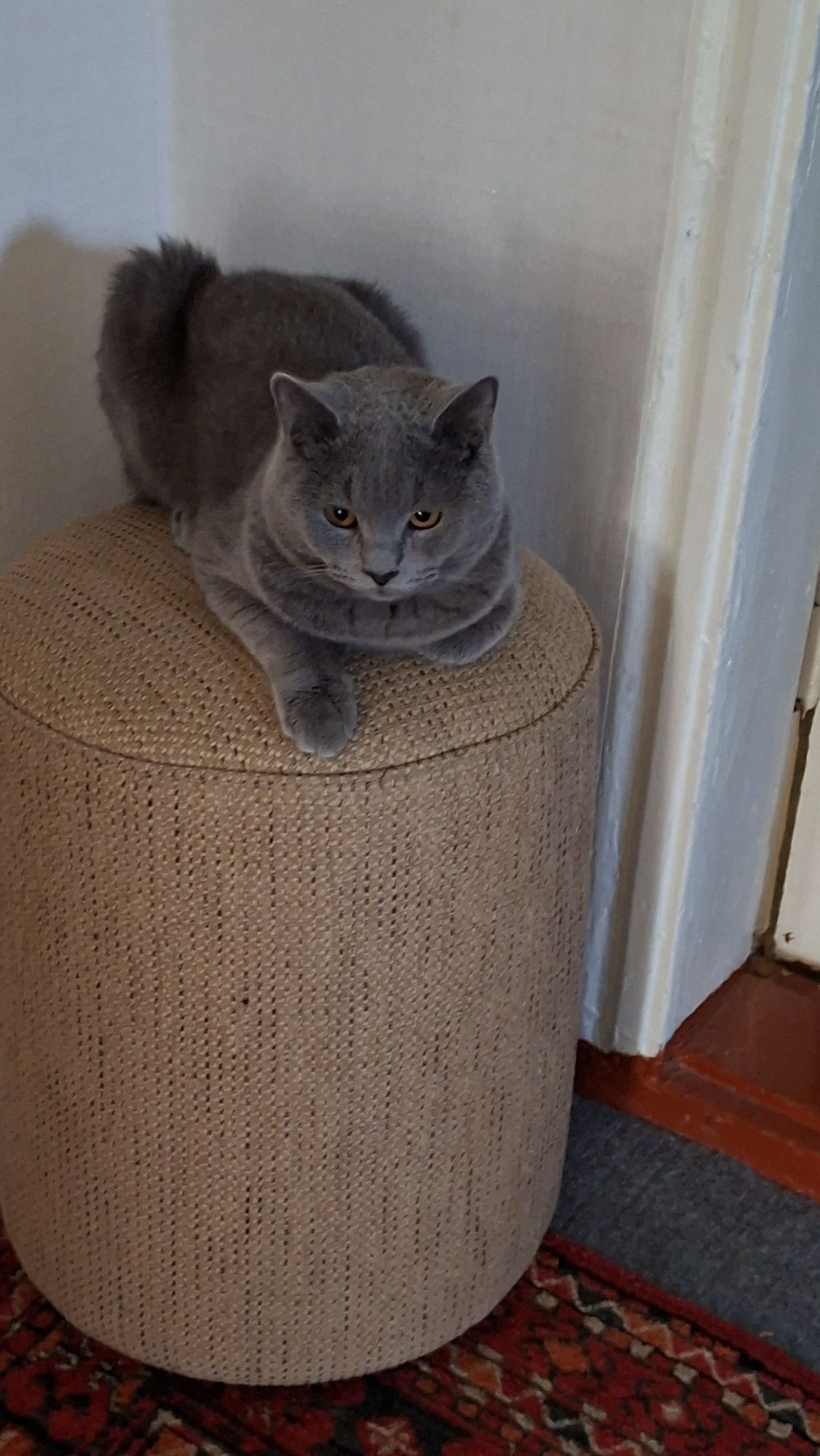 ПРОДАЮ КОТЕНКА 8 МЕСЯЦЕВ - Aşgabat - img 7