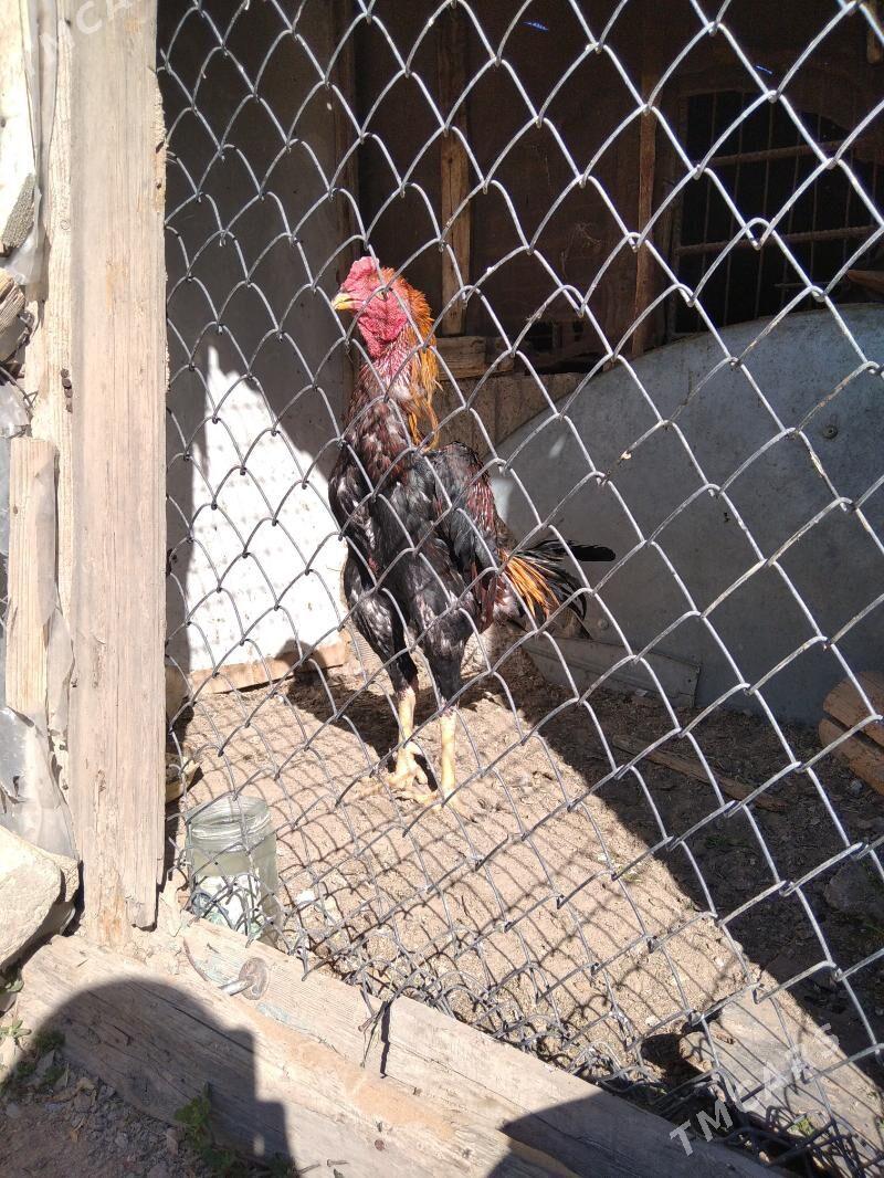 taskent - Aşgabat - img 1