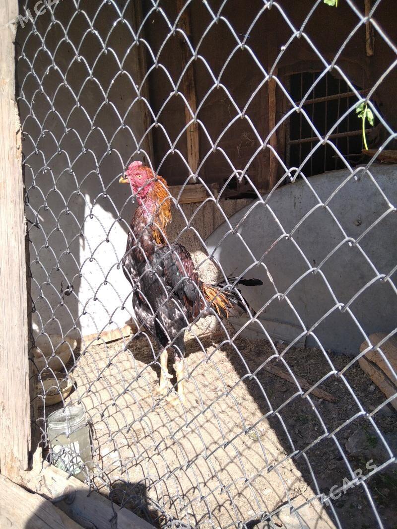 taskent - Aşgabat - img 2