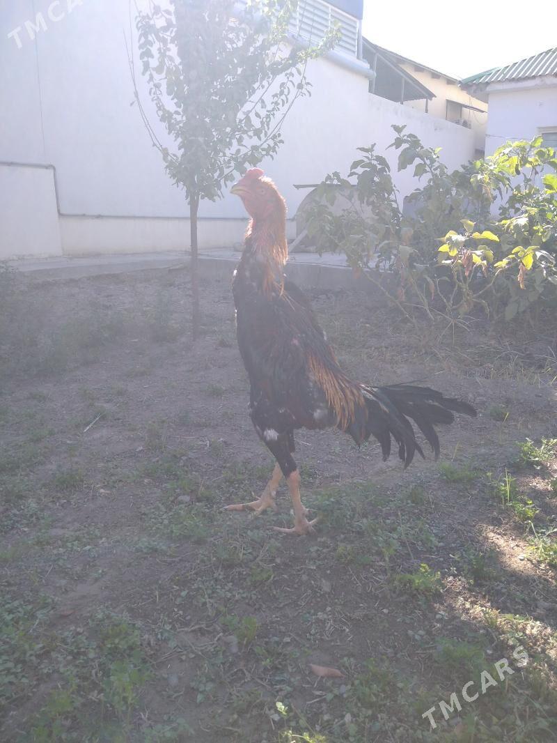 taskent - Aşgabat - img 3