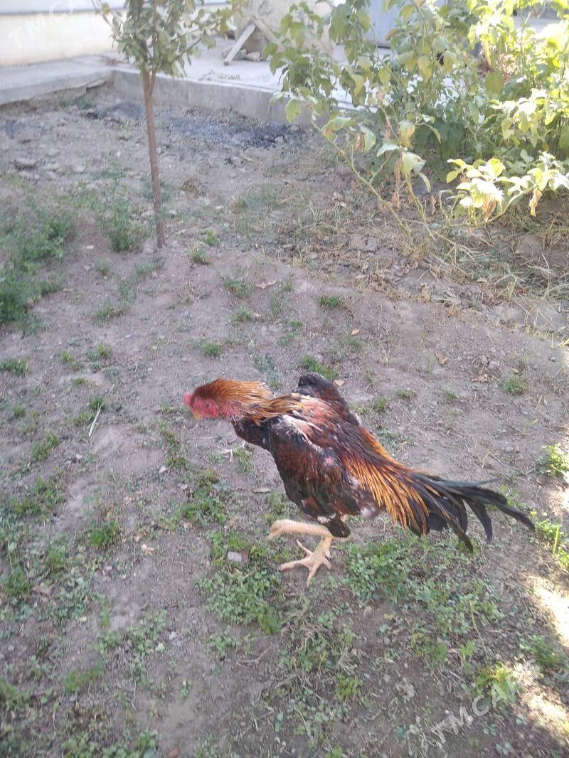 taskent - Aşgabat - img 4