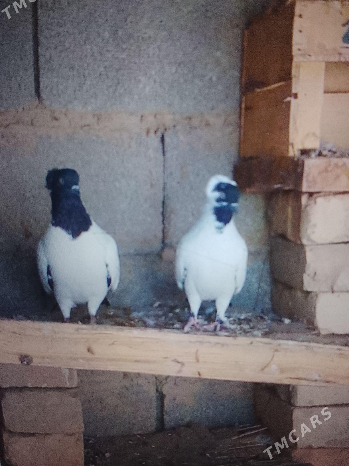 манах. кепдери - Änew - img 1