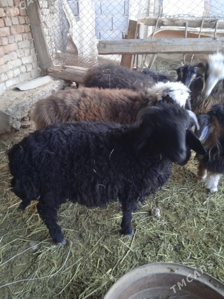 tokly Işşek - Кака - img 4