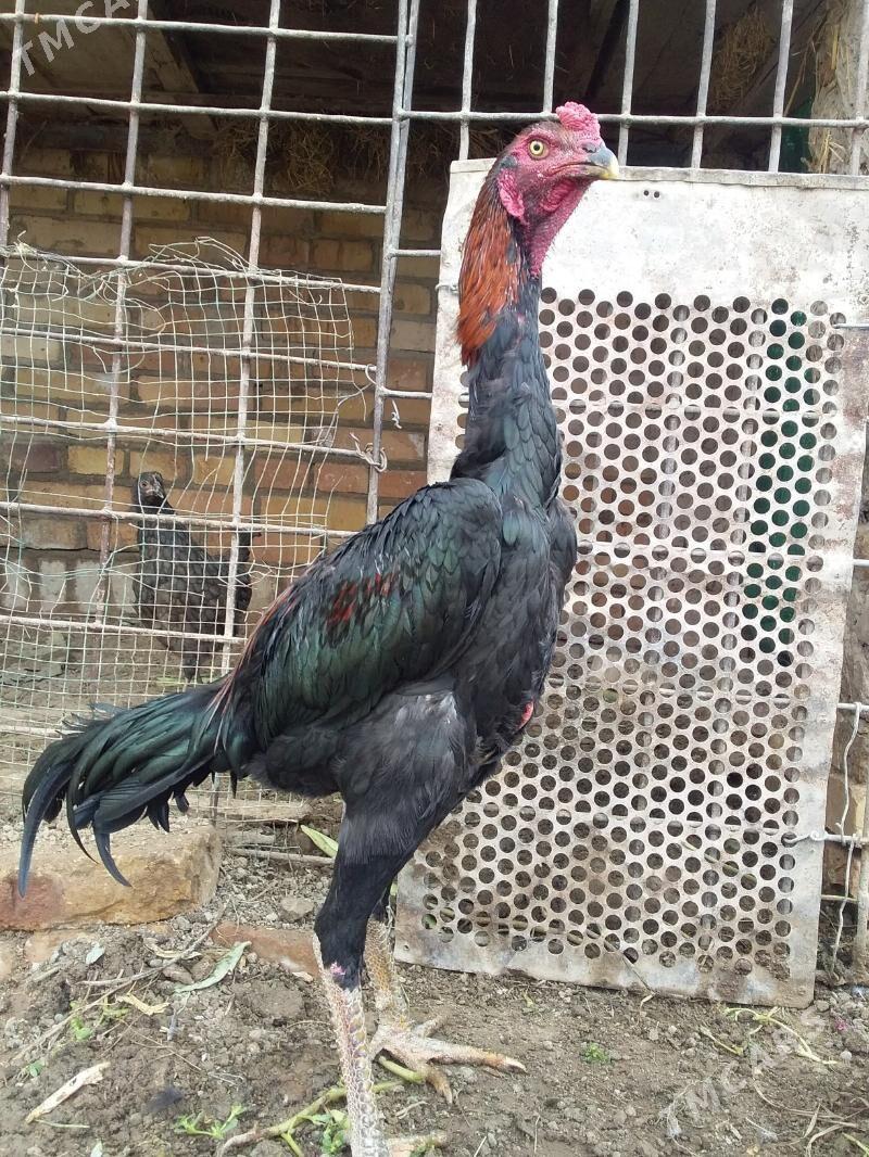 juyje - Kerki - img 7