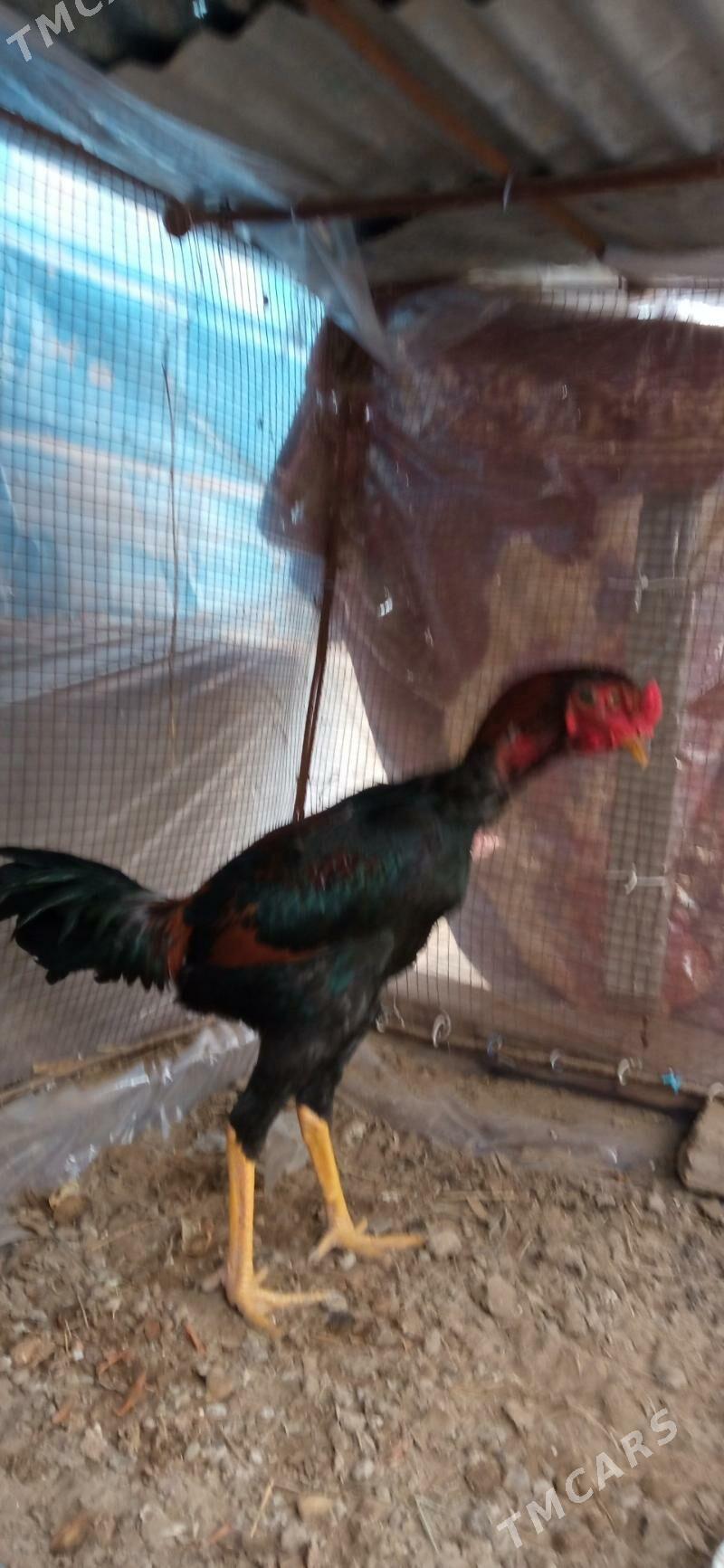 baysowy juje - Çärjew - img 2