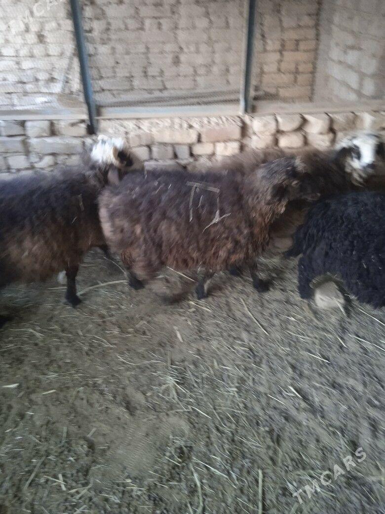 tokly Işşek - Кака - img 6