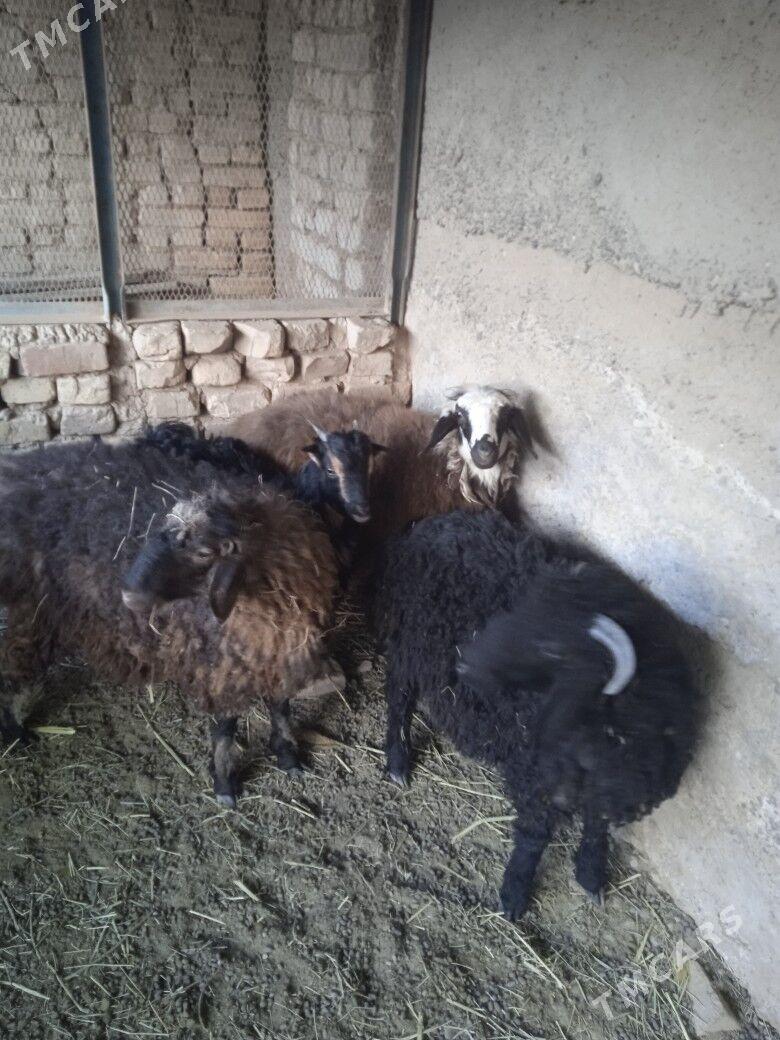 tokly Işşek - Кака - img 5