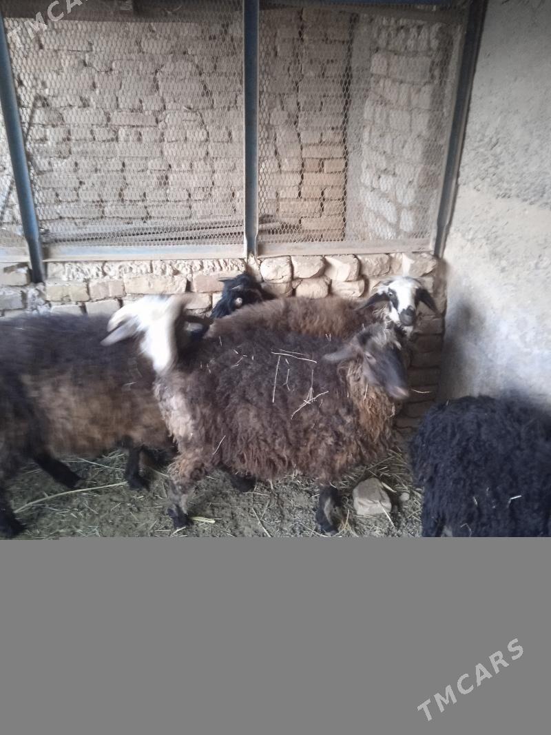 tokly Işşek - Кака - img 7