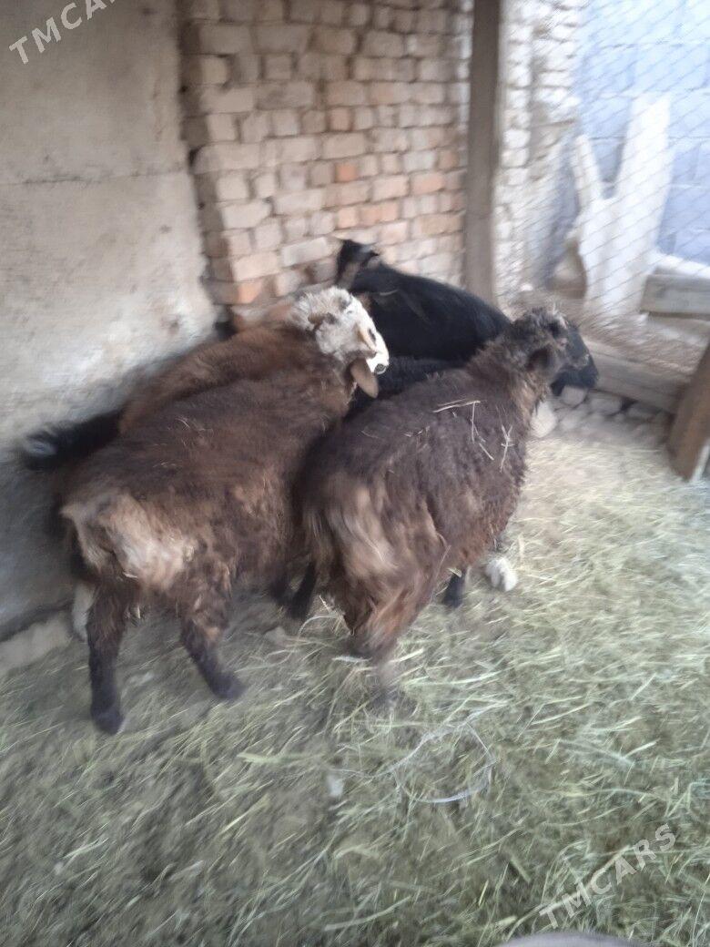 tokly Işşek - Кака - img 2