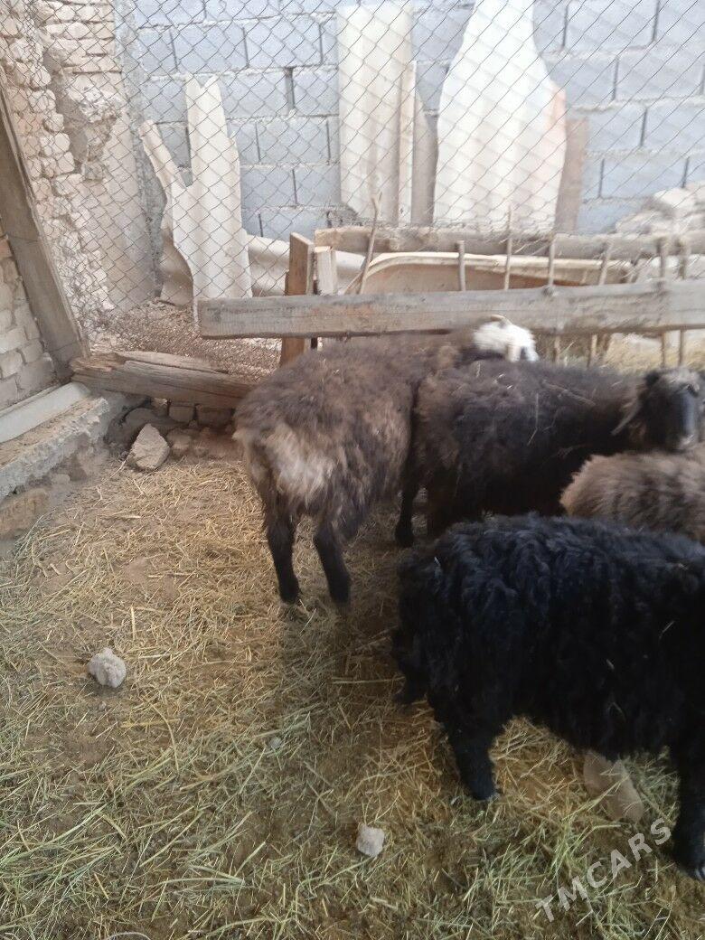 tokly Işşek - Кака - img 3