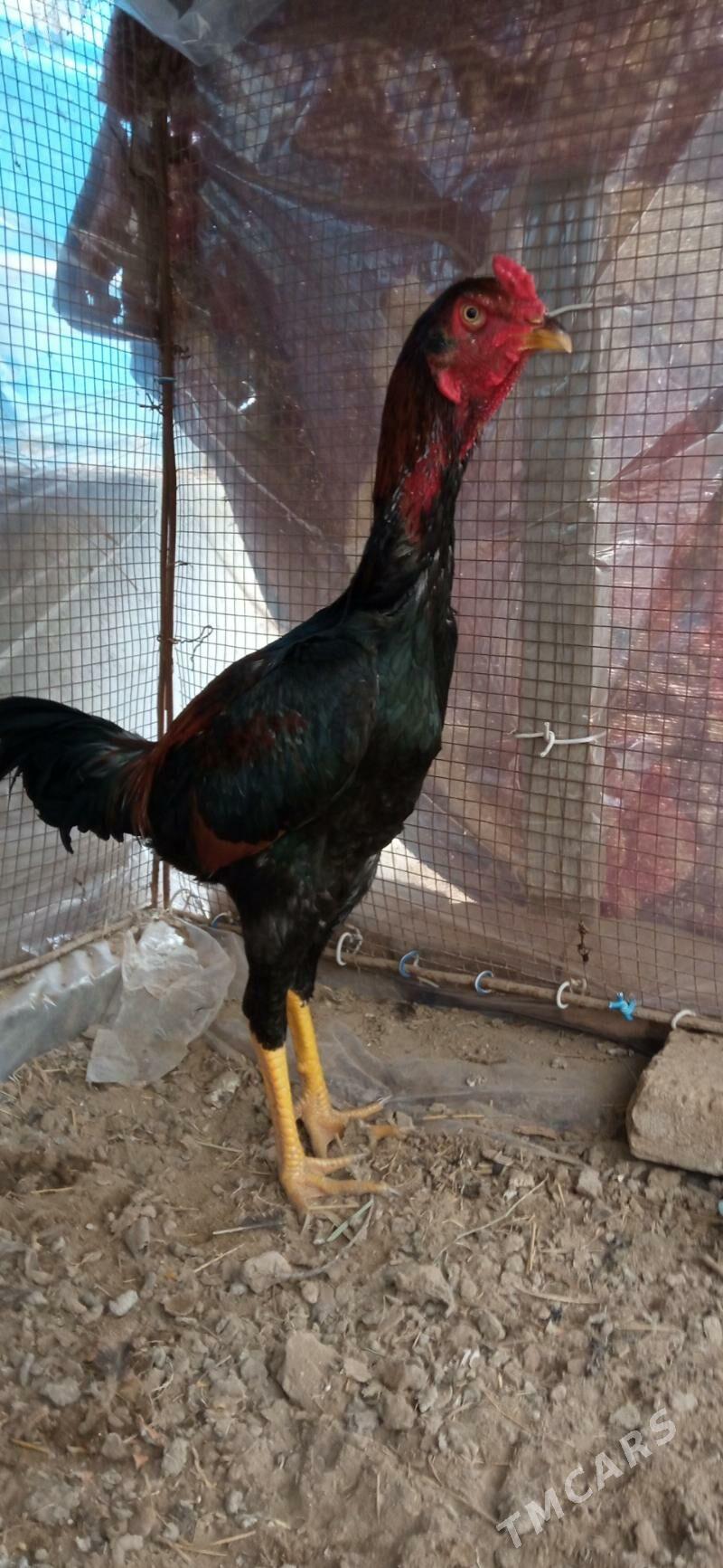 baysowy juje - Çärjew - img 1