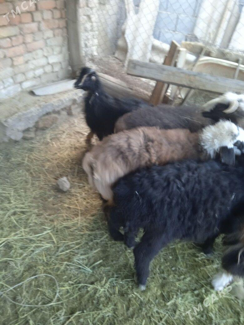 tokly Işşek - Кака - img 1