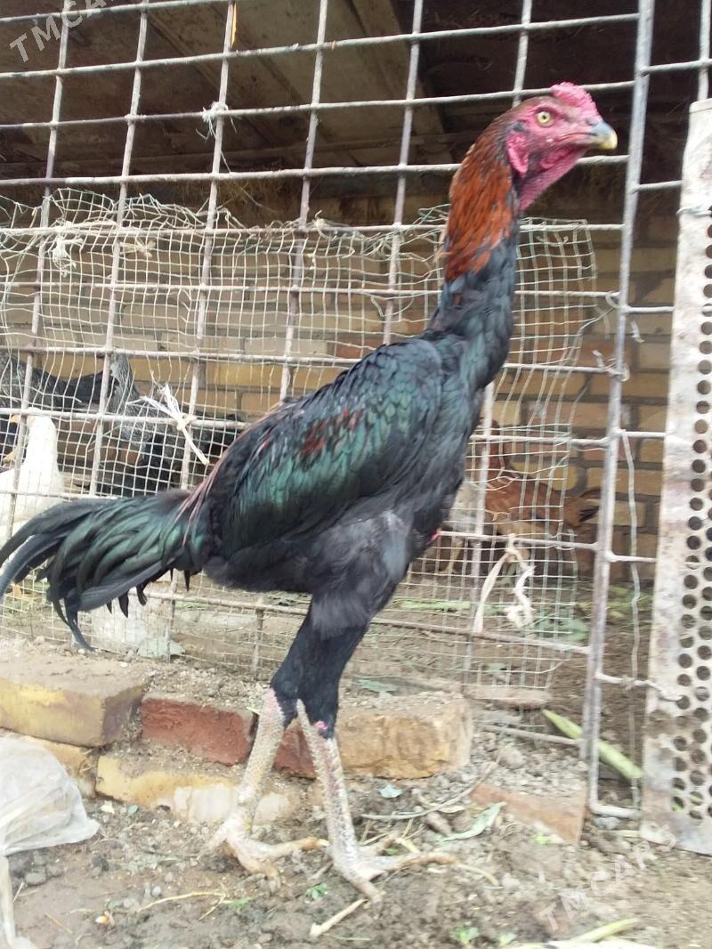 juyje - Kerki - img 8