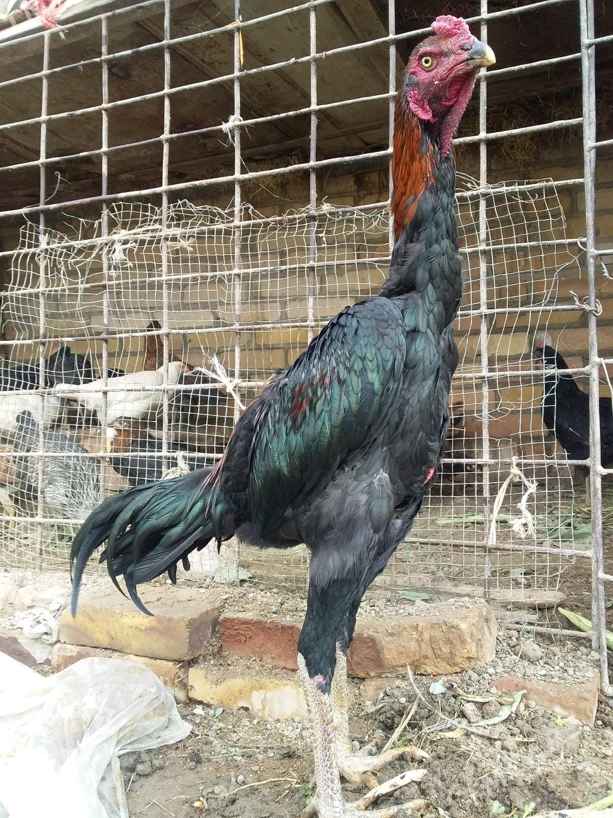 juyje - Kerki - img 5