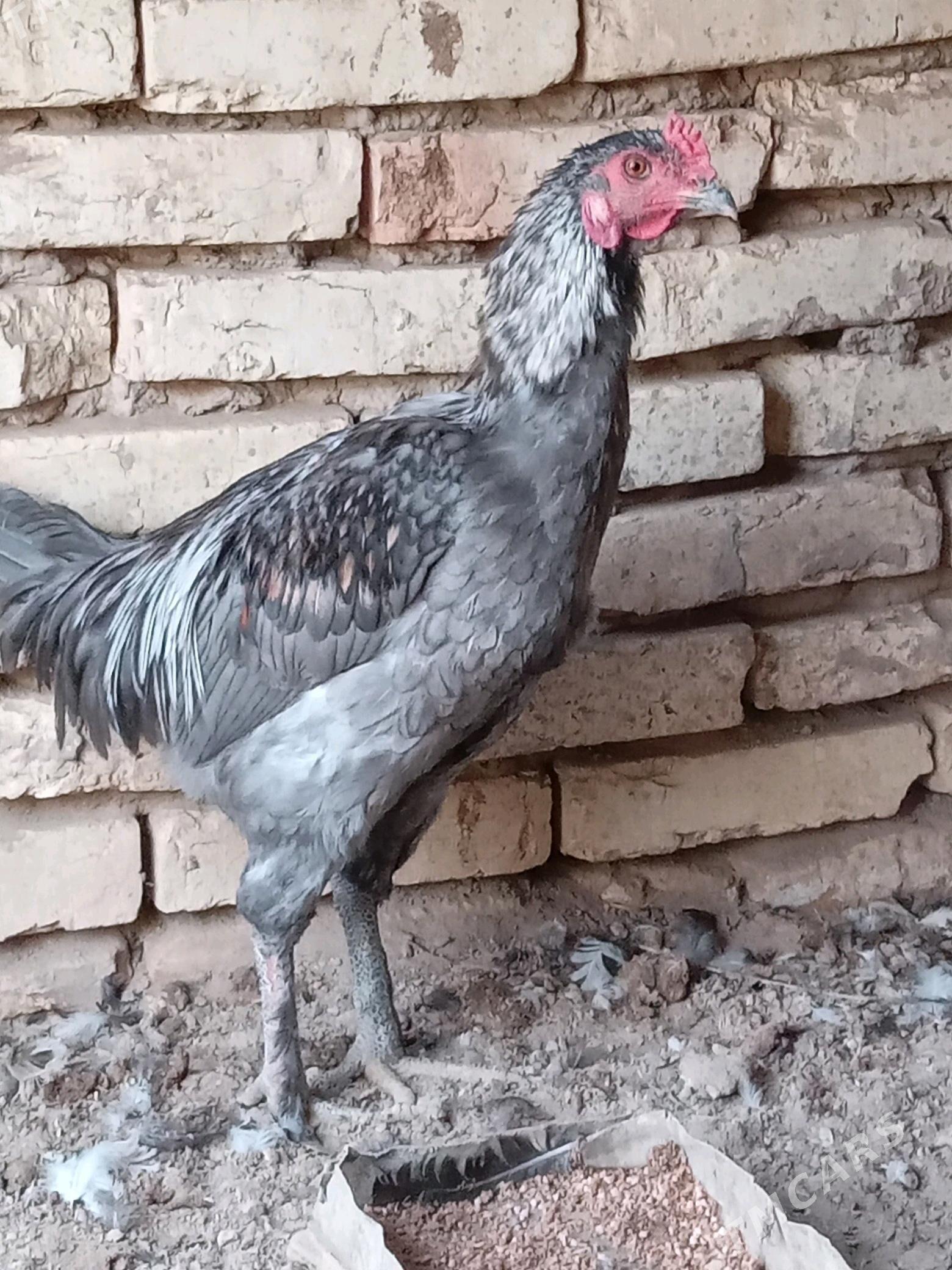 guşlar - Mary - img 1