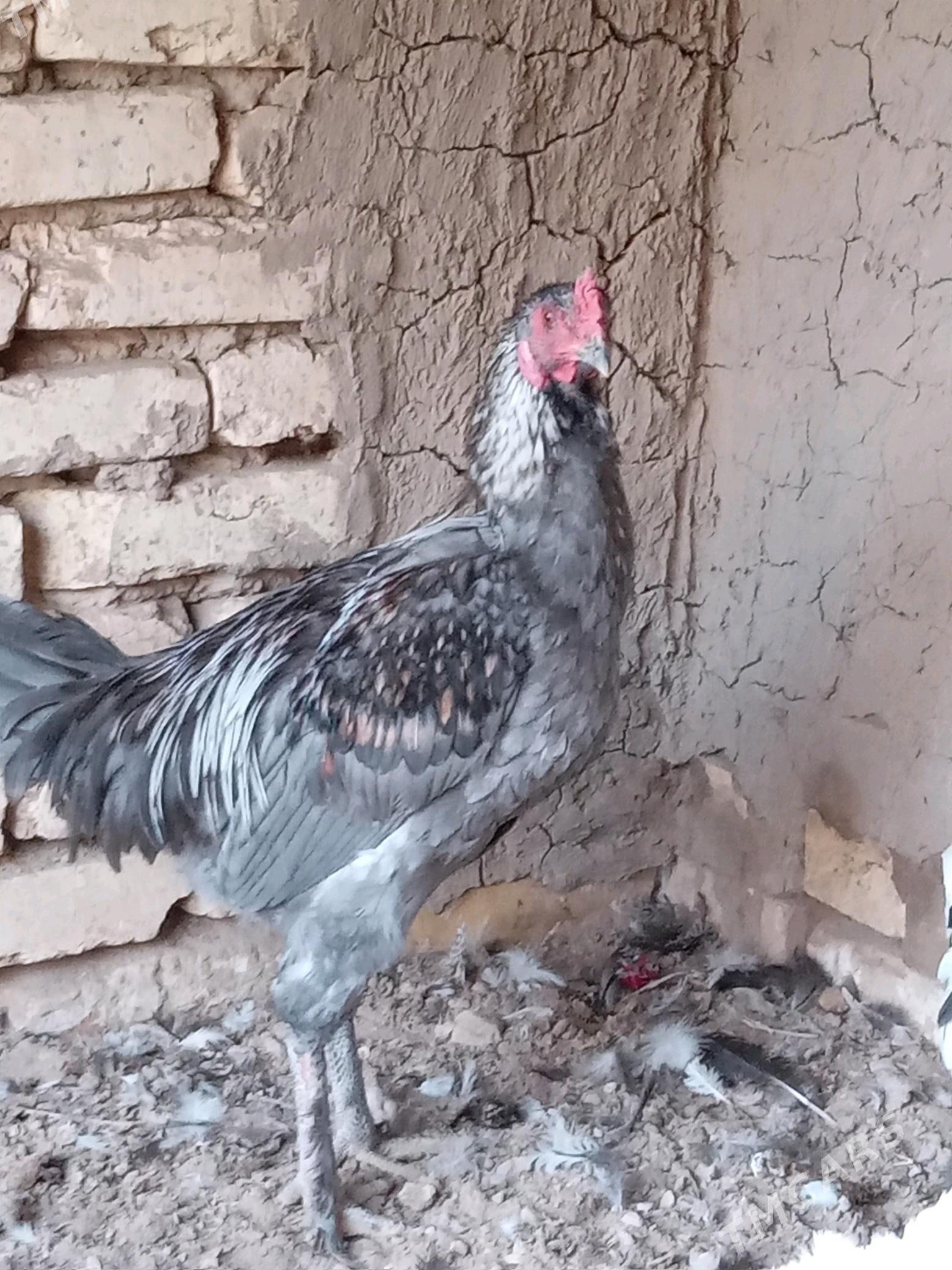 guşlar - Mary - img 2