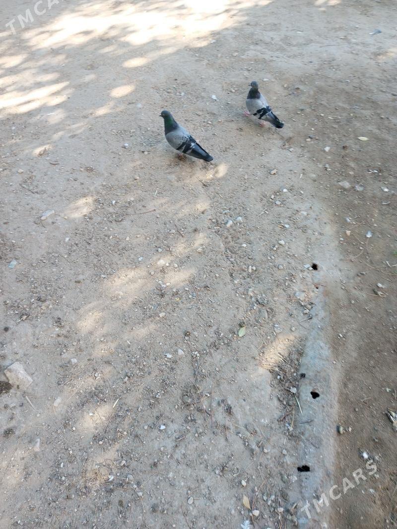 Kepderi - Balkanabat - img 1