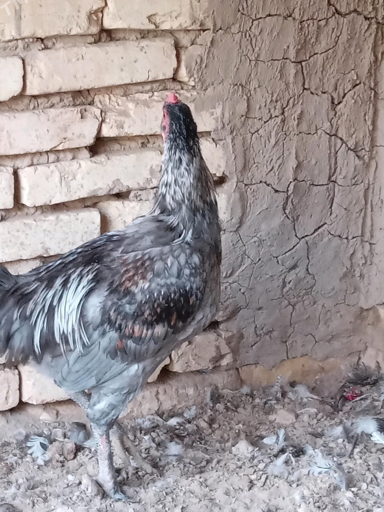 guşlar - Mary - img 3