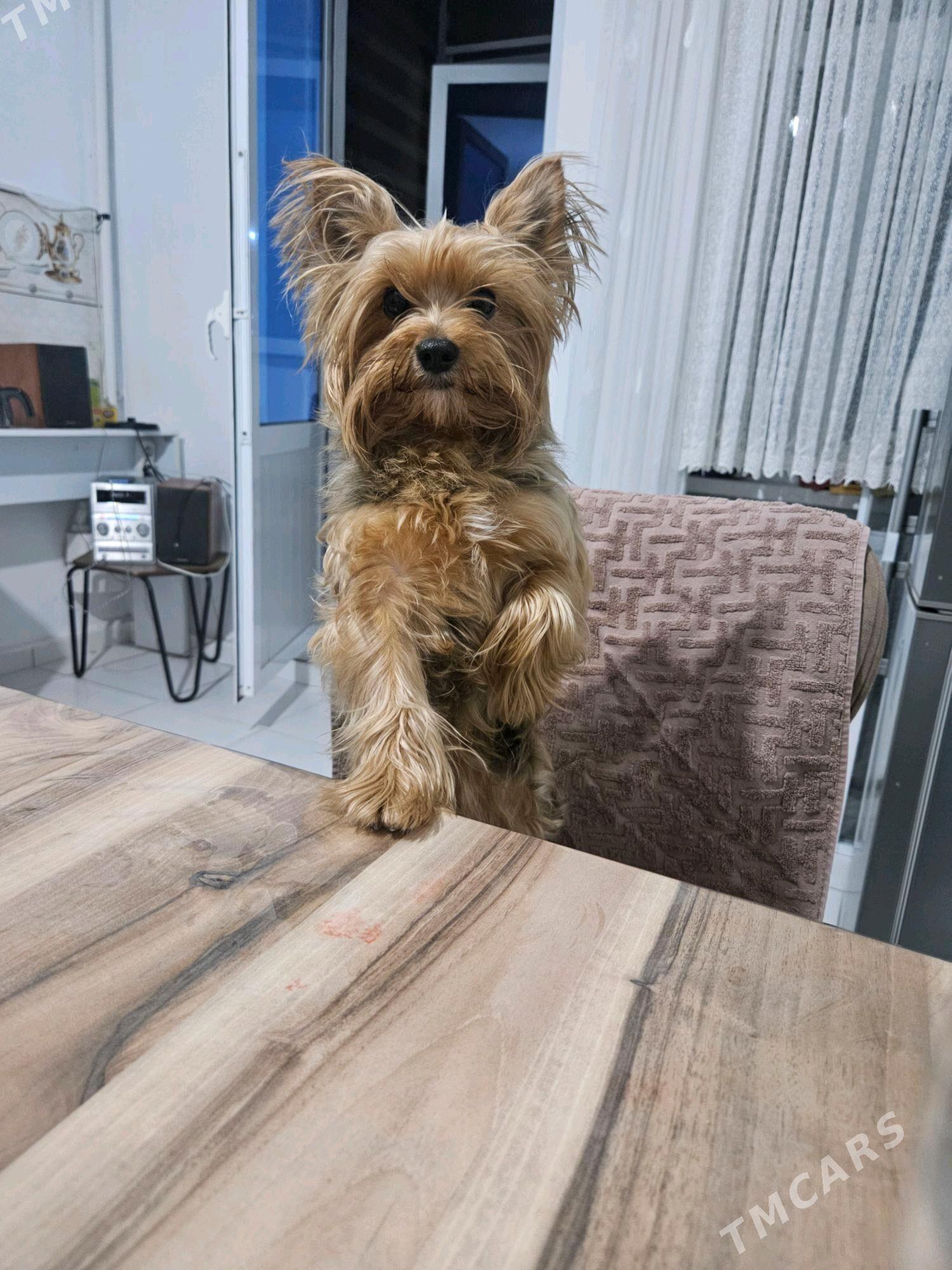 Йоркширский терьер - Türkmenabat - img 1