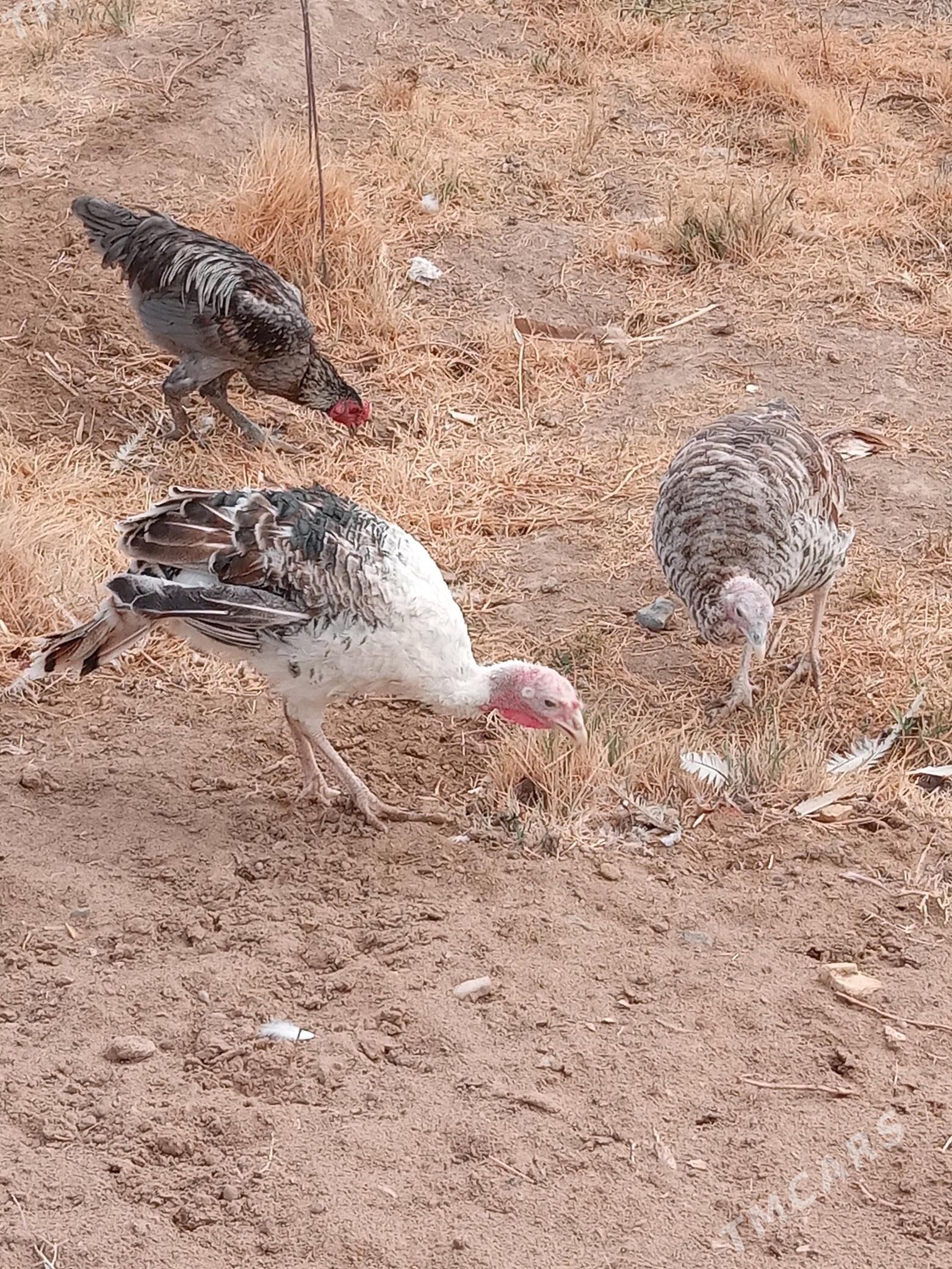 guşlar - Mary - img 4