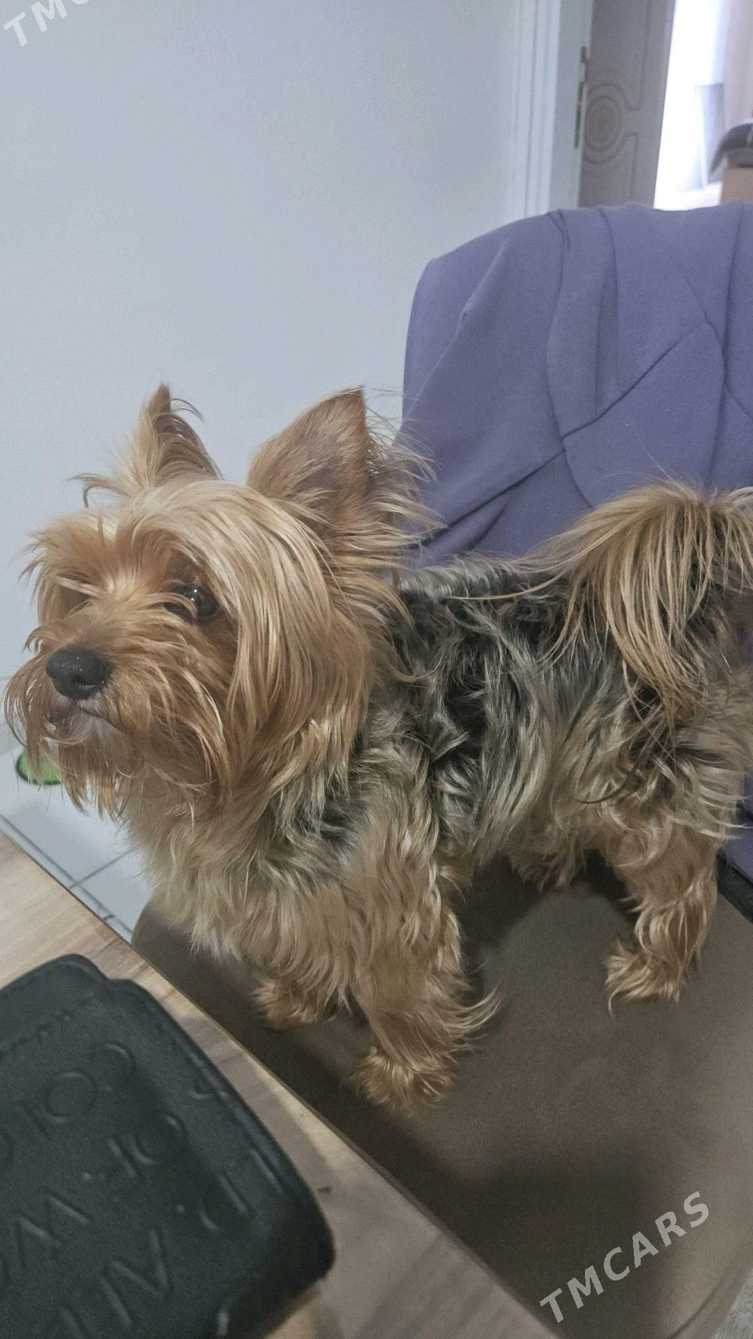 Йоркширский терьер - Türkmenabat - img 2