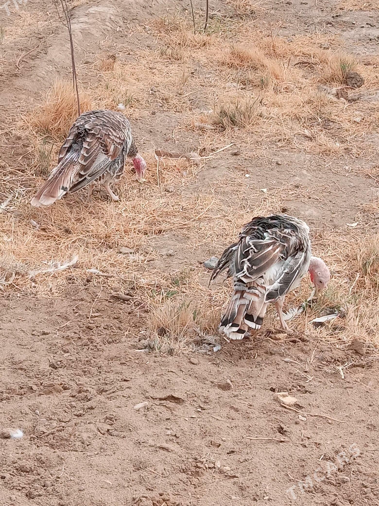 guşlar - Mary - img 5