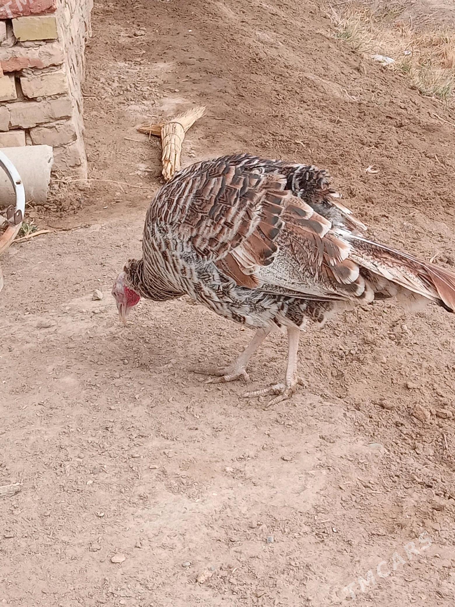 guşlar - Mary - img 6