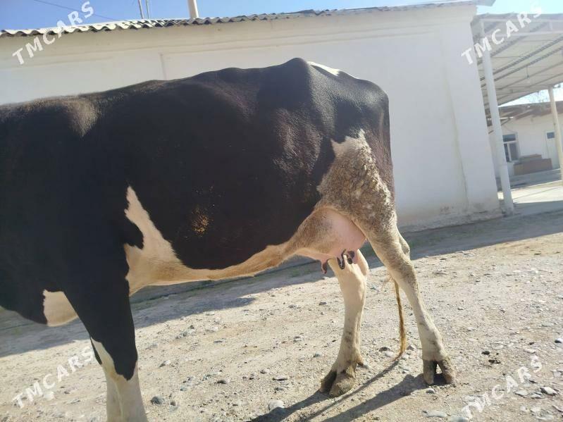 Satlyk Sygyr göleli - Änew - img 3