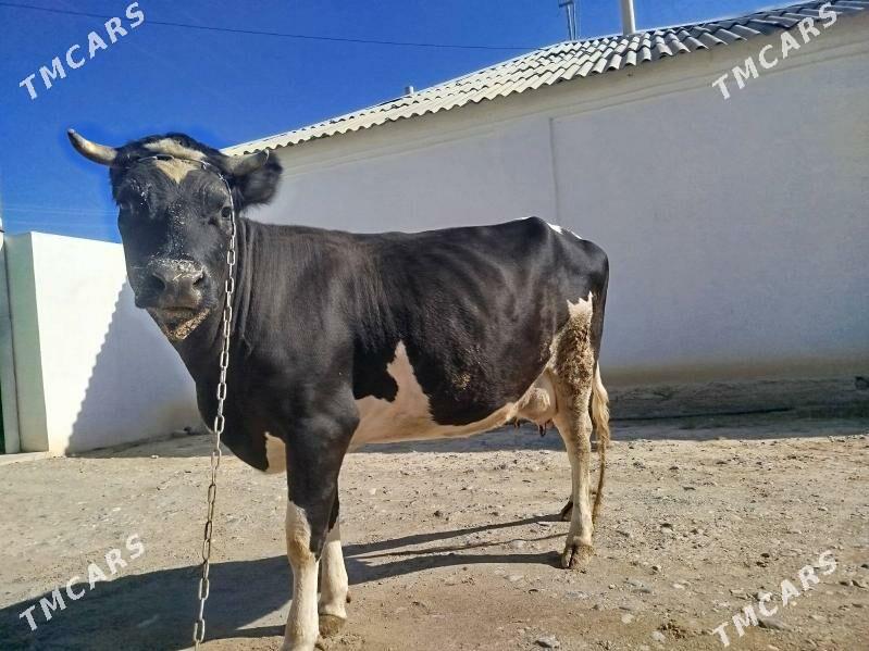 Satlyk Sygyr göleli - Änew - img 2