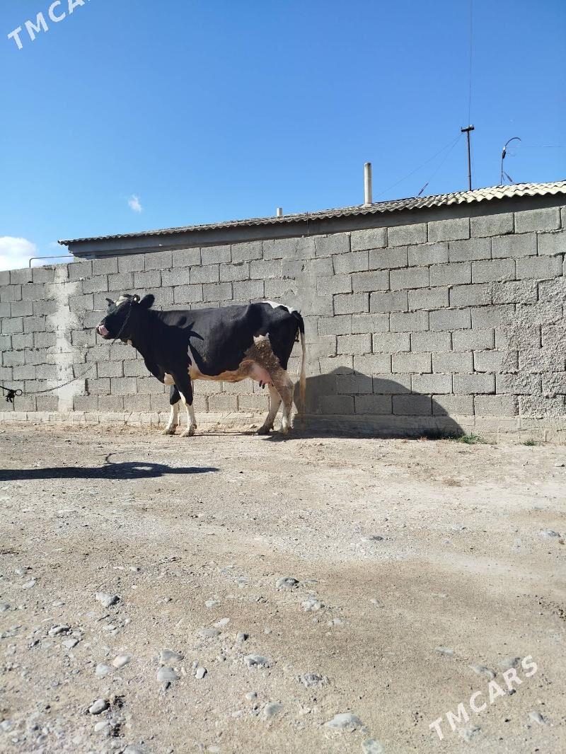 Satlyk Sygyr göleli - Änew - img 6