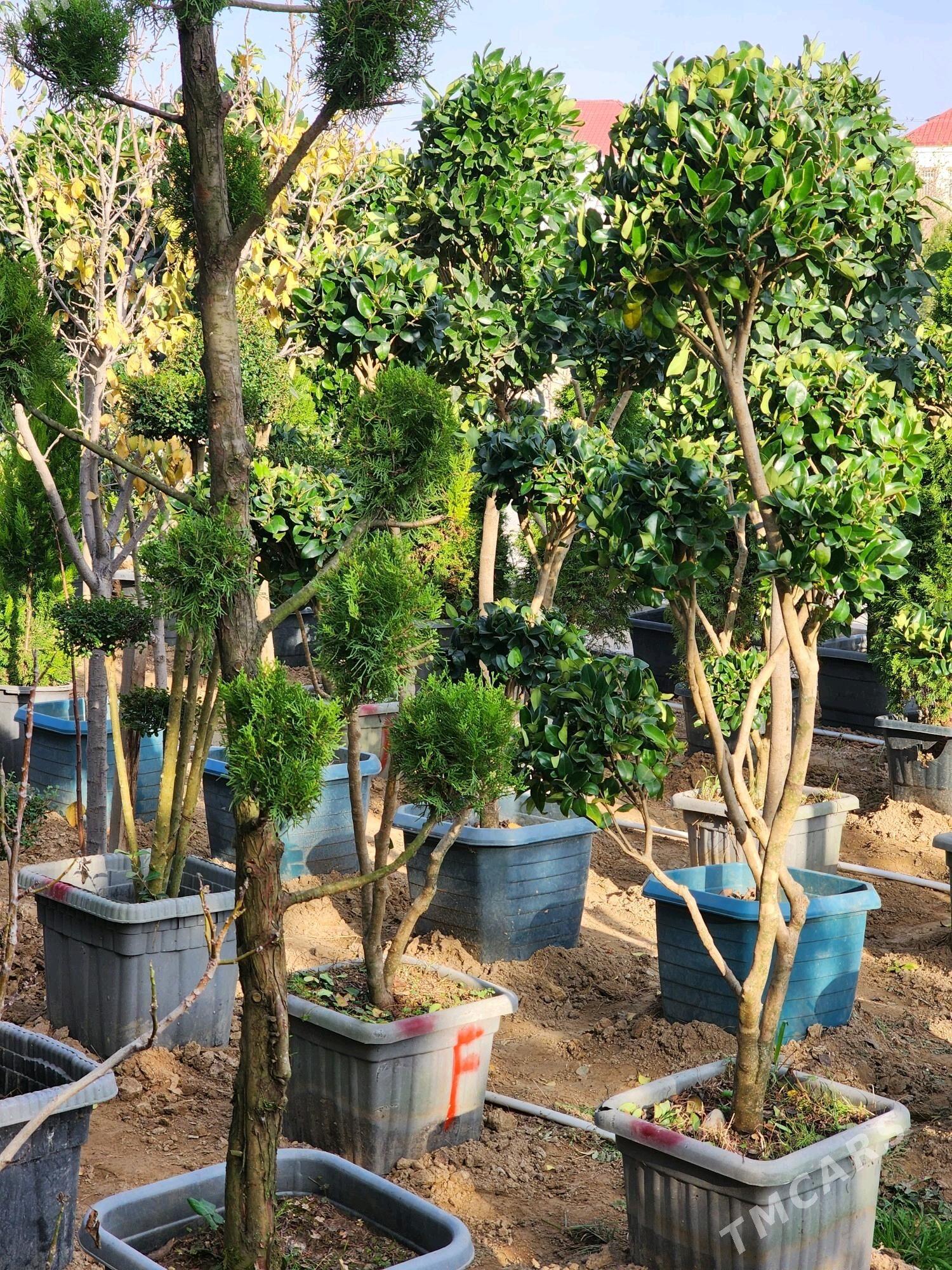 dekoratiw baglar - Çoganly - img 1