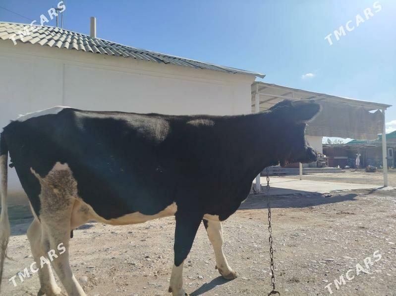 Satlyk Sygyr göleli - Änew - img 1