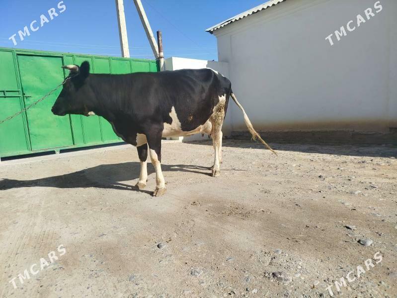 Satlyk Sygyr göleli - Änew - img 5