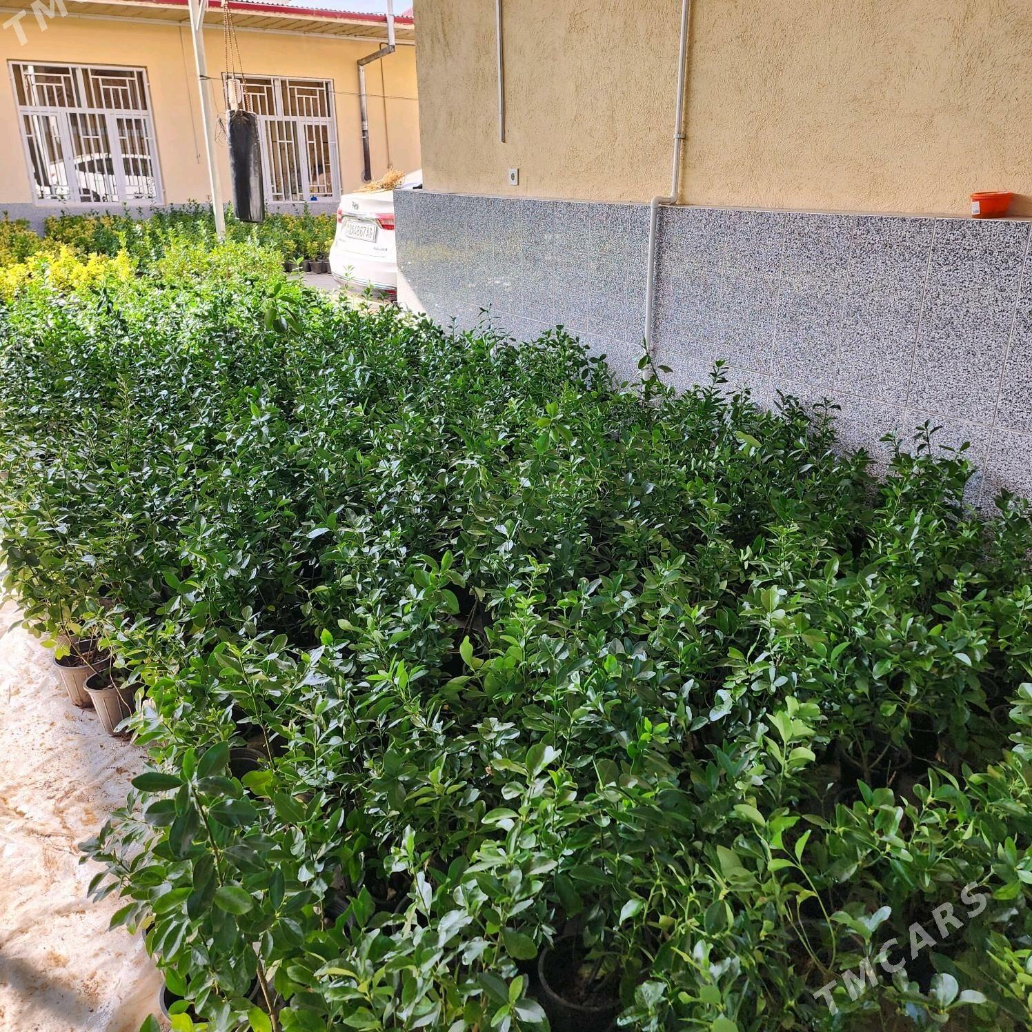 dekoratiw baglar - Çoganly - img 2