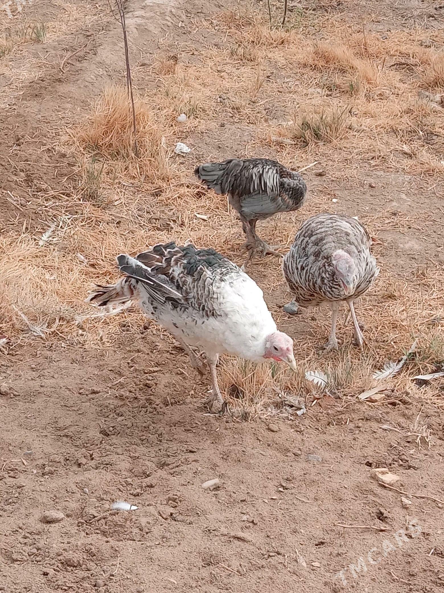 guşlar - Mary - img 7