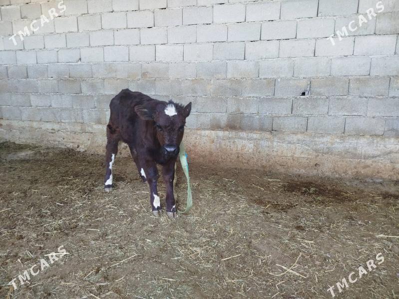 Satlyk Sygyr göleli - Änew - img 8