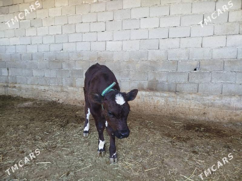 Satlyk Sygyr göleli - Änew - img 7