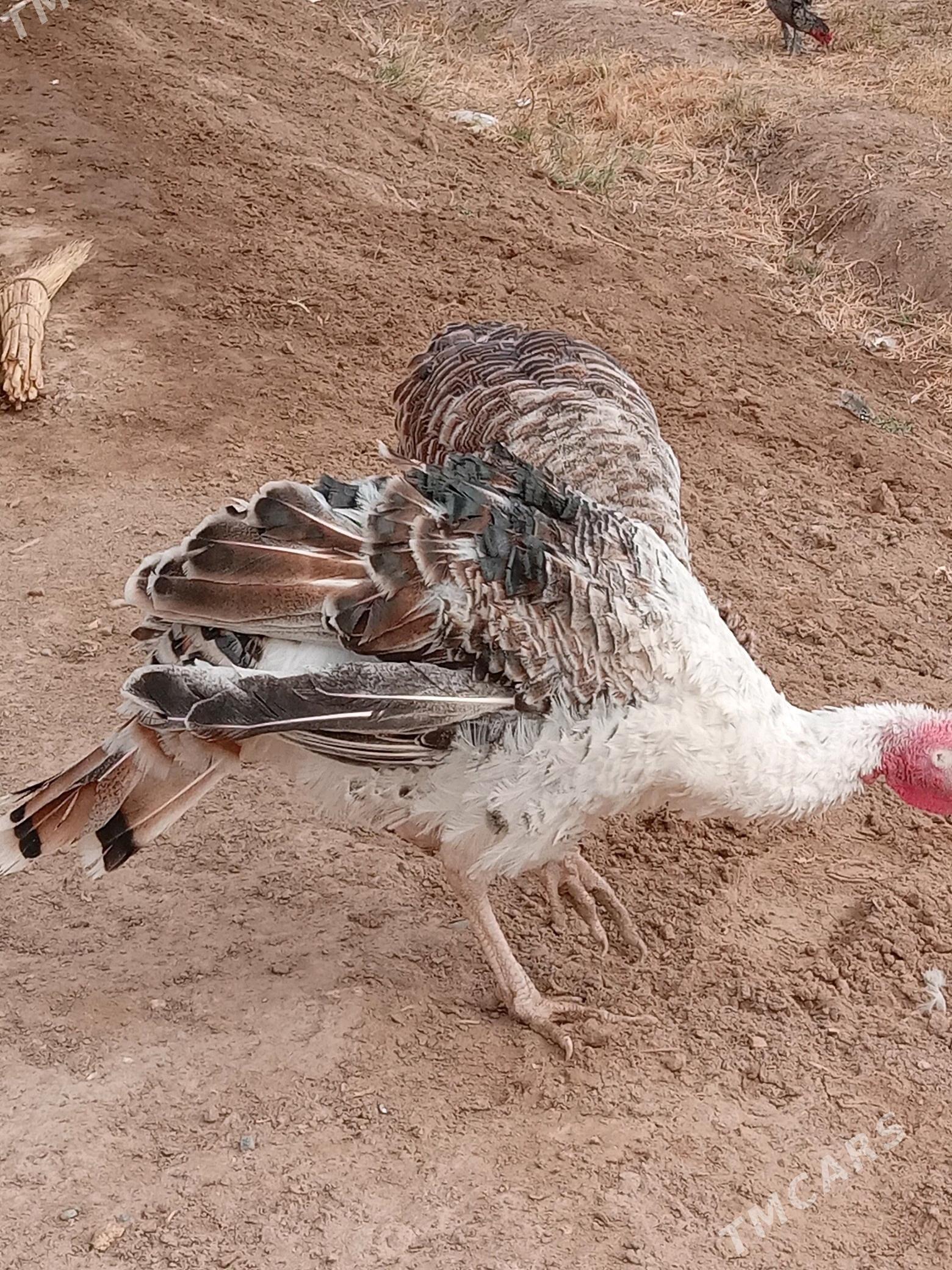 guşlar - Mary - img 9