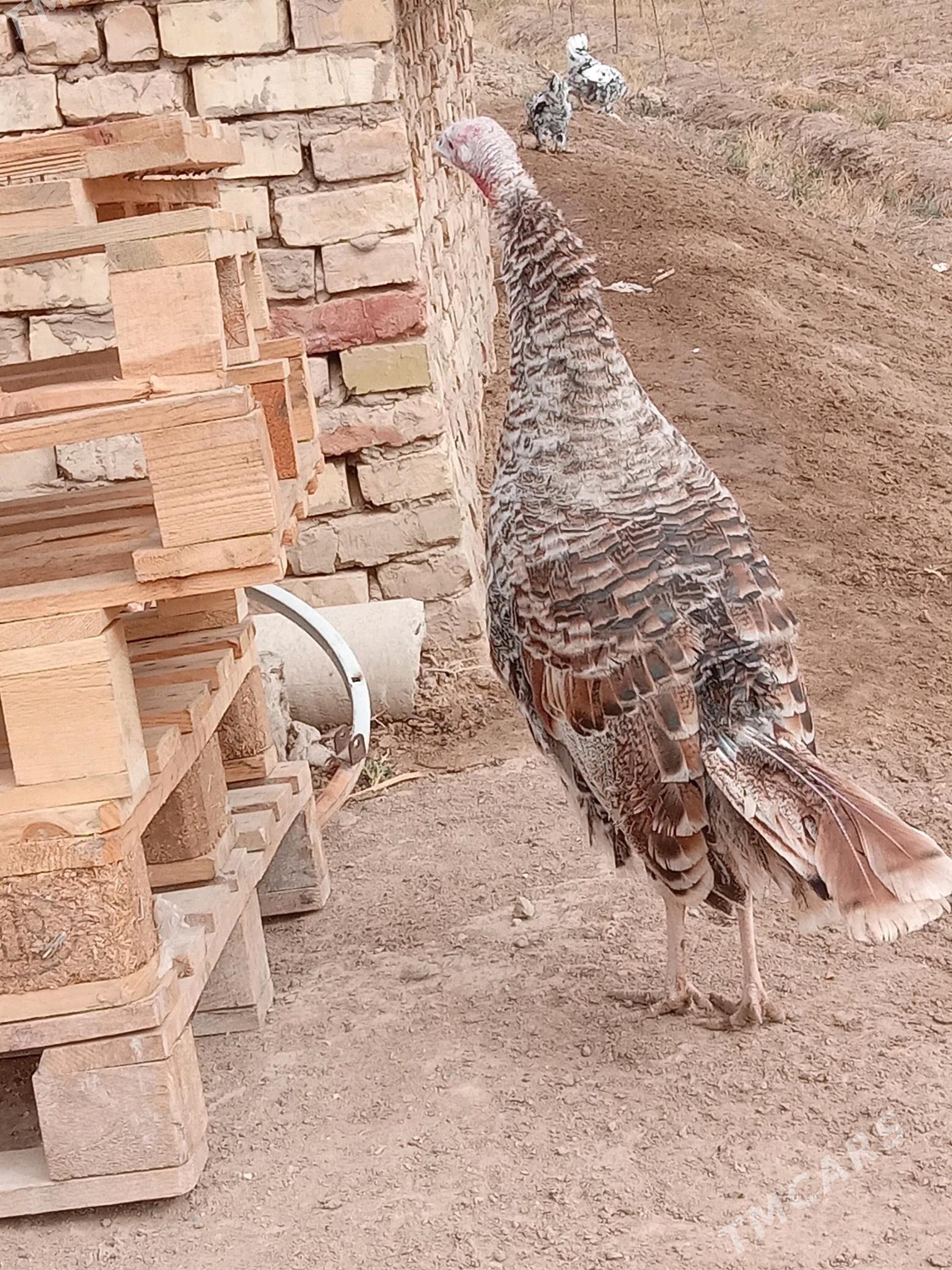 guşlar - Mary - img 8