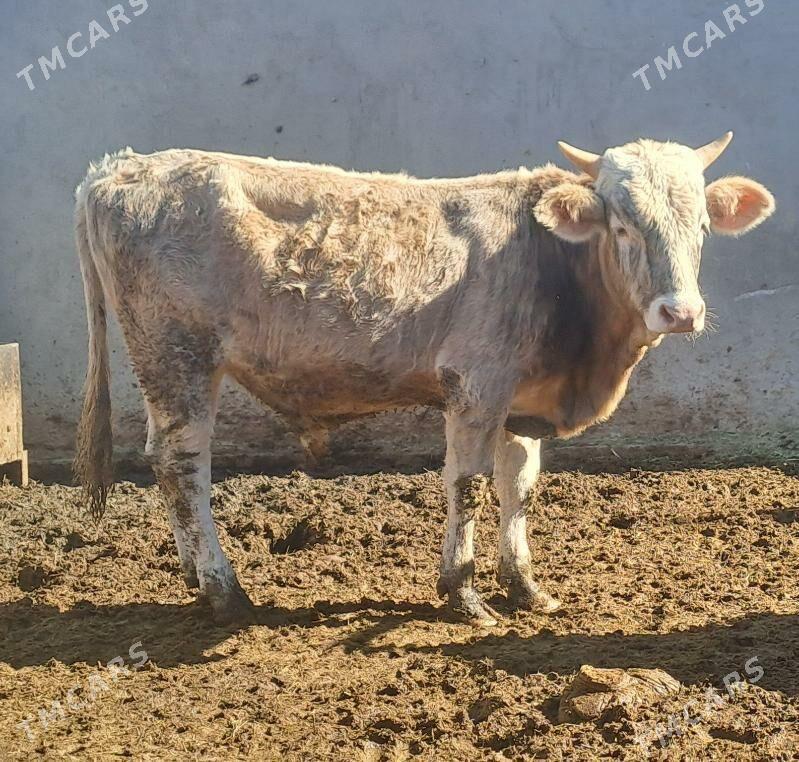 OKUZ TUWE - Bäherden - img 2