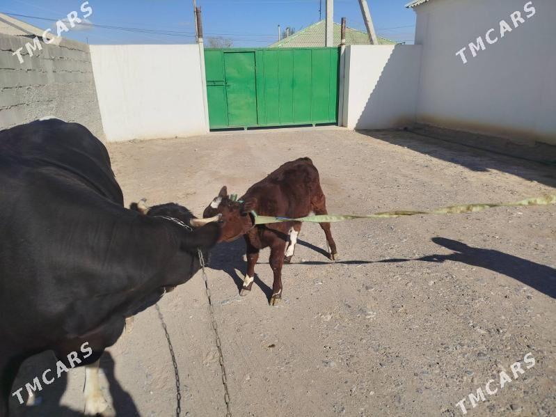 Satlyk Sygyr göleli - Änew - img 9