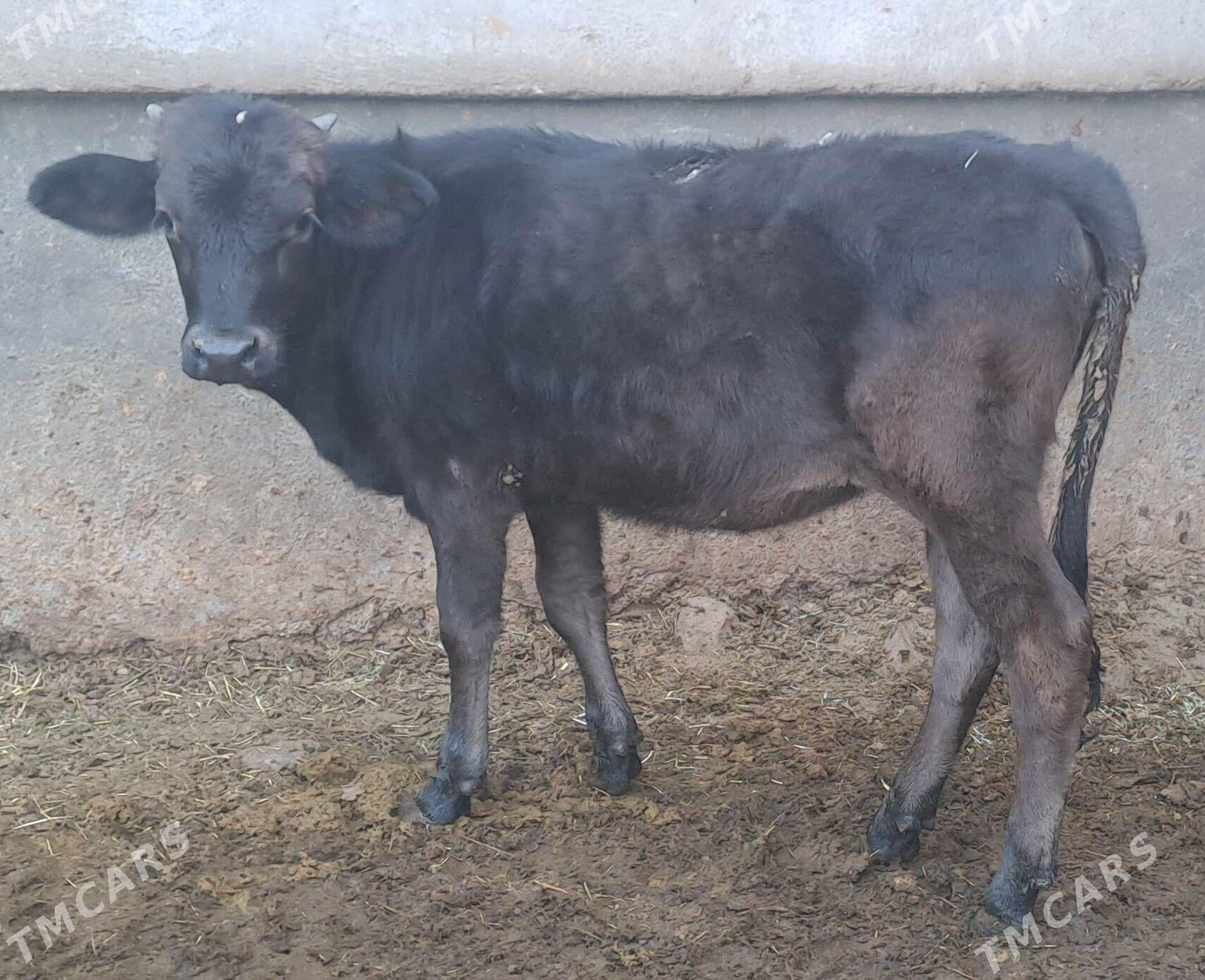 OKUZ TUWE - Bäherden - img 8