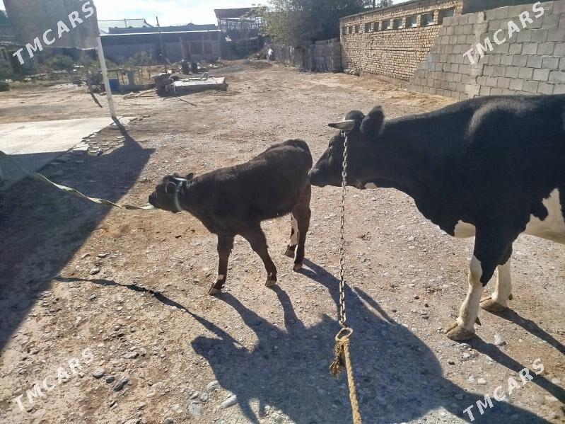 Satlyk Sygyr göleli - Änew - img 11