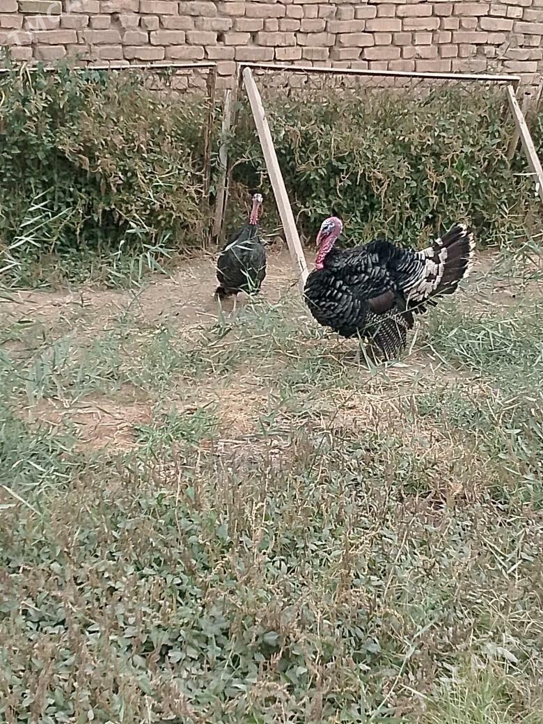 İNDUK HORAZ ENE MAKİ - Tejen - img 3