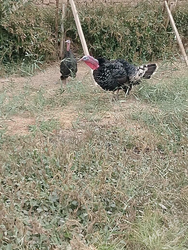 İNDUK HORAZ ENE MAKİ - Tejen - img 2