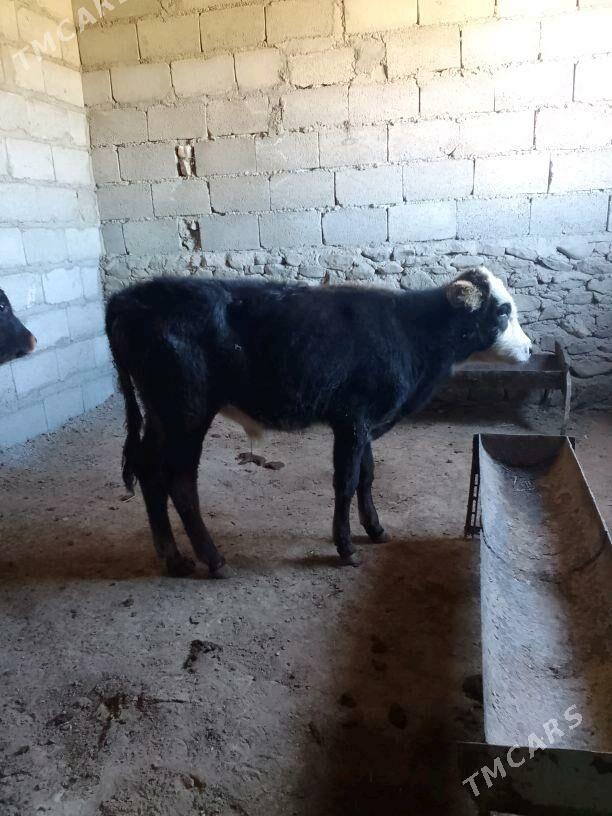 Ökuzce gaçar - Берекет - img 2