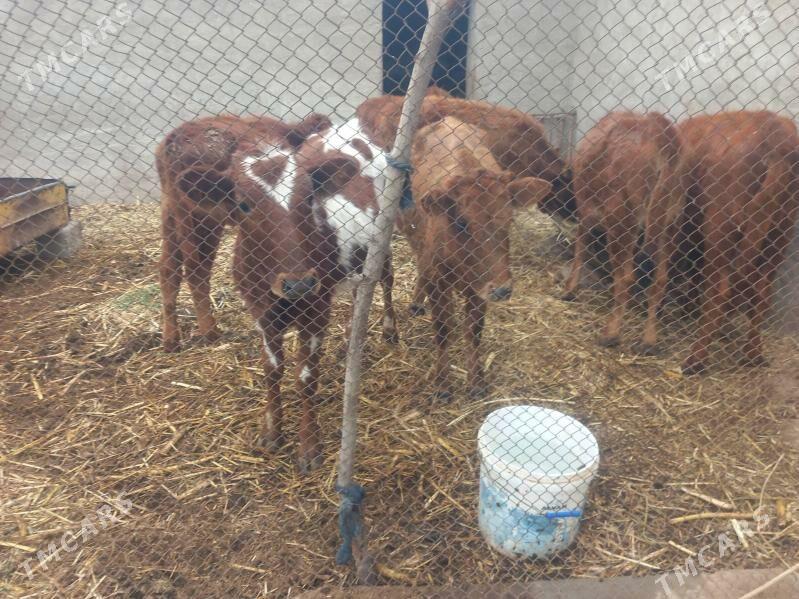 gole.okuzce goleli sygyr - Мары - img 2