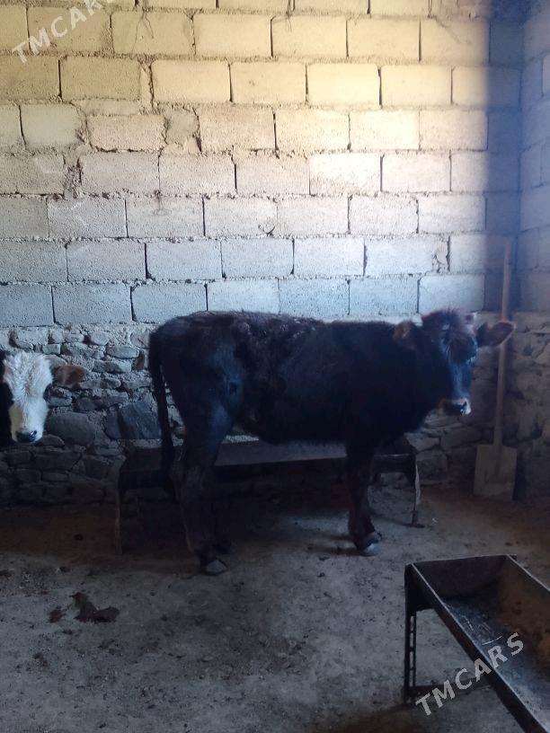 Ökuzce gaçar - Берекет - img 1