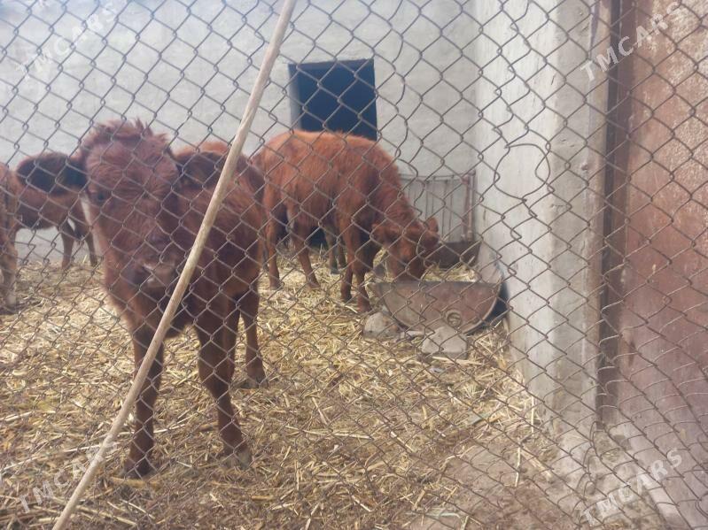 gole.okuzce goleli sygyr - Мары - img 3