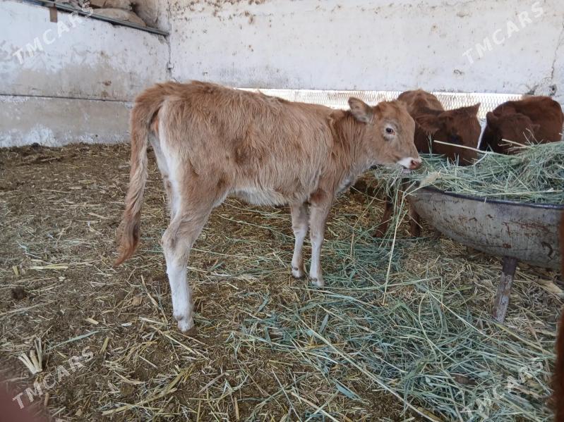 gole.okuzce goleli sygyr - Мары - img 10